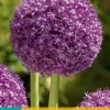 1 allium ambassador