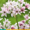 10 allium cameleon