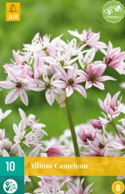 10 allium cameleon