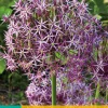 3 allium christophii