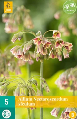 5 allium (nectaroscodum) siculum