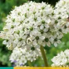 5 allium nigrum