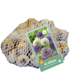 40 allium paars-wit