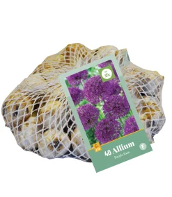 40 allium purple rain
