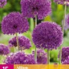 15 allium purple sensation