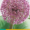 3 allium red giant