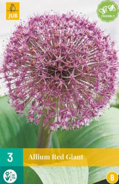 3 allium red giant