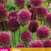 100 allium sphaerocephalon