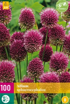 100 allium sphaerocephalon