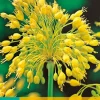 7 allium yellow fantasy