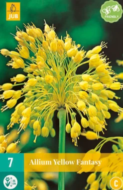 7 allium yellow fantasy