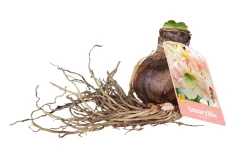 1 amaryllis roze-wit