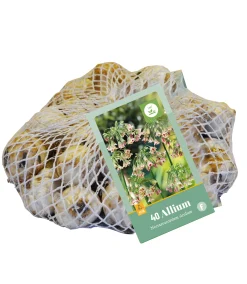 40 bloembollen allium siculum