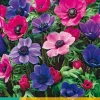 15 bloembollen anemone coronaria paars-roze mix