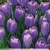 10 bloembollen crocus blue ocean