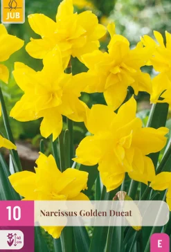 10 bloembollen narcissus golden ducat