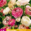 40 bloembollen ranunculus pastel mix