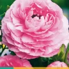 10 bloembollen ranunculus roze