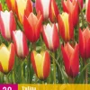 20 bloembollen tulipa clusiana mix