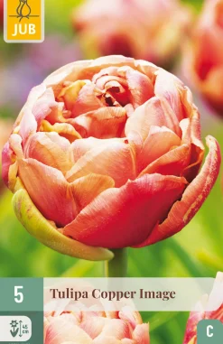 5 bloembollen tulipa copper image