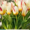 7 bloembollen tulipa floresta