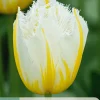 7 bloembollen tulipa lemon beauty