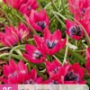 25 bloembollen tulipa little beauty