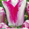 7 bloembollen tulipa mata hari