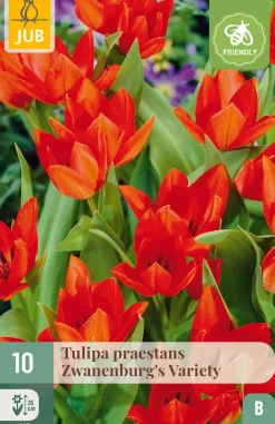 10 bloembollen tulipa praestans zwanenburg var.