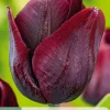 7 bloembollen tulipa ronaldo