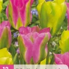 12 bloembollen tulipa strawberry lemonade
