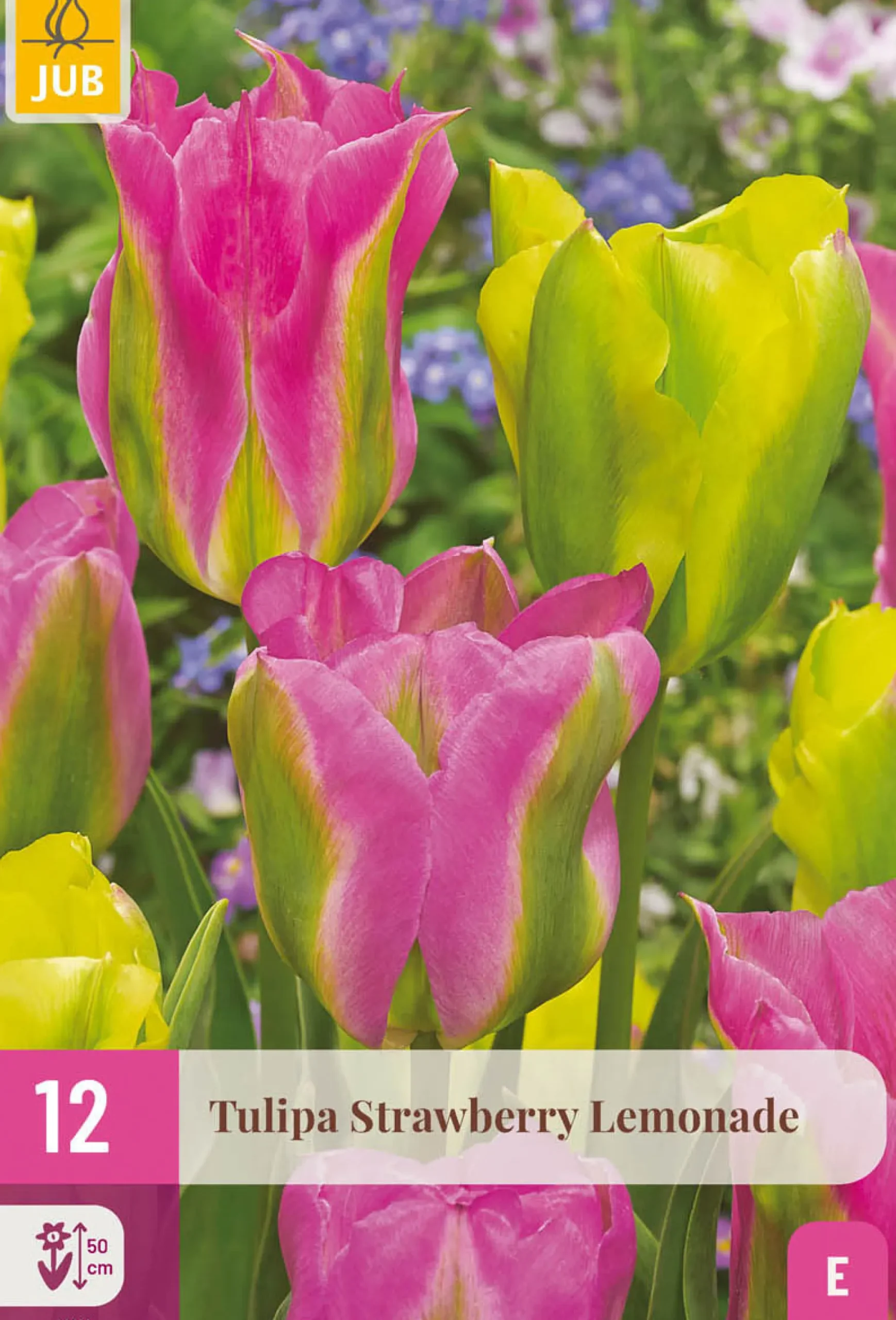 12 bloembollen tulipa strawberry lemonade