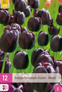 12 bloembollen tulipa triumph zwart