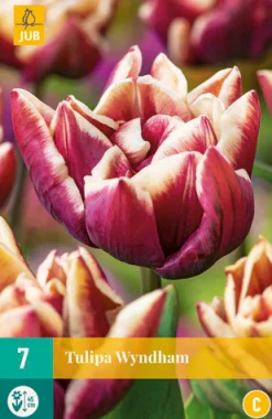 7 bloembollen tulipa wyndham