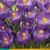 10 crocus flower record