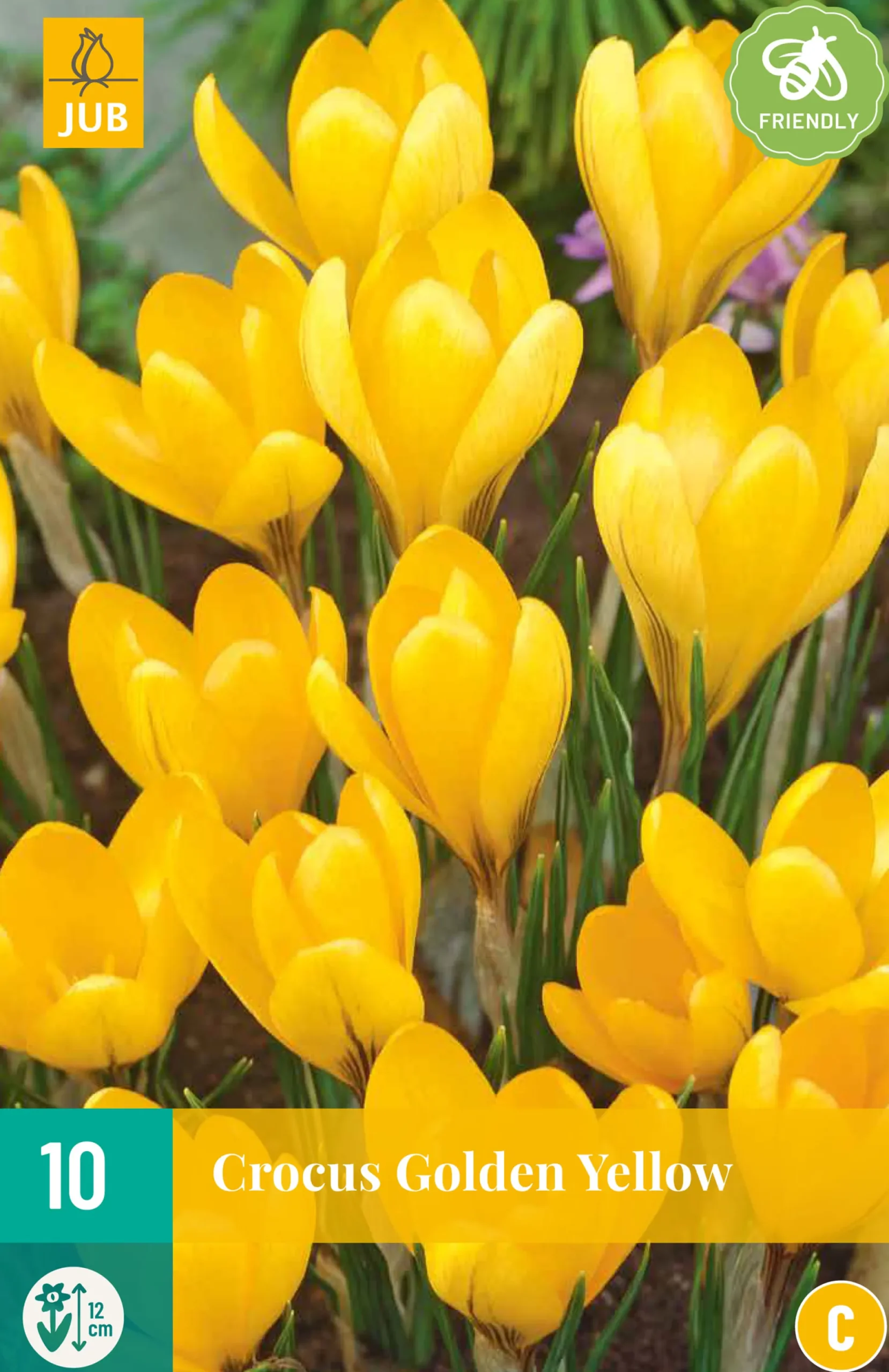 10 crocus golden yellow