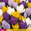 30 crocus grootbloemig mix