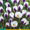 15 crocus prins claus