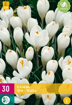 30 crocus wit
