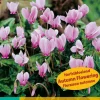 2 cyclamen hederifolium