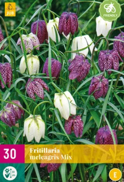 30 fritillaria meleagris mix