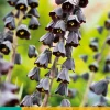 1 fritillaria persica