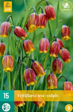 15 fritillaria uva-vulpis