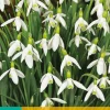 10 galanthus elwesii