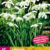 15 galanthus flore pleno