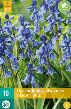10 hyacinthoides hisp. blauw