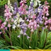 10 hyacinthoides hisp. mix