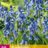 20 hyacinthoides non-scripta