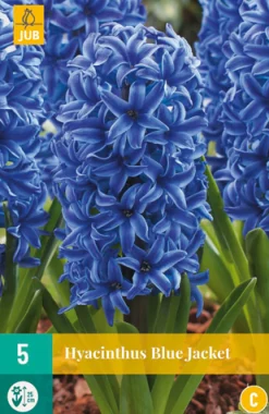 5 hyacinthus blue jacket