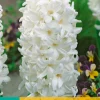 5 hyacinthus carnegie